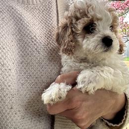 Ruffles- Black Boy - male Cavapoochon puppy in Clementon, New Jersey from PitterPatterPuppiesNJ