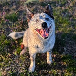 Ghost - Australian Cattle Dog