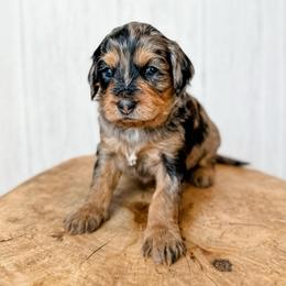 Joseph - Merle male Assorted Doodle Crosses puppy in Arlington, Washington from Doodle Love Laugh