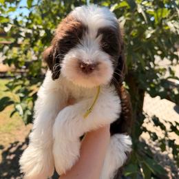 Chocolate Parti male - Parti male Goldendoodle puppy in Vallejo, California from Well Rooted Doodles