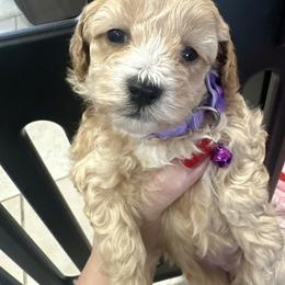 Coco - Apricot female Maltipoo puppy in Apple Valley, California from Boujeepups