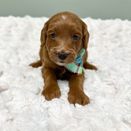 Eddie Johnson - Red  male Goldendoodle puppy in Springfield, Ohio from D&D Doodles