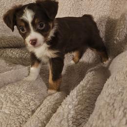 Male 3 - Red tri male Toy Australian Shepherd puppy in Missouri from MadCat Toy Aussies