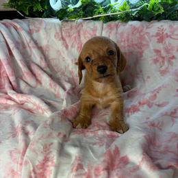 Candy - Wheaten female Dachshund puppy in Lake City, Florida from My Ditzy Doxies of Florida