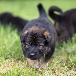 German Shepherd Puppies from Zwinger Vom Rabenauge