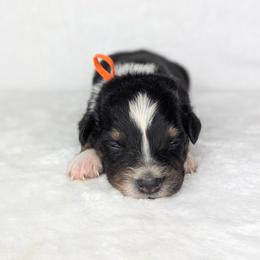 Orange collar - Black tri-color male Australian Shepherd puppy in Coulee City, Washington from Mr and Mrs Doodle Farm