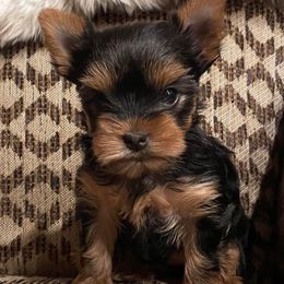 Yorkshire Terriers from DeNofio Yorkies