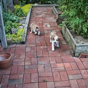 Welsh Springer Spaniel Puppies from Braith Welsh Springer Spaniels