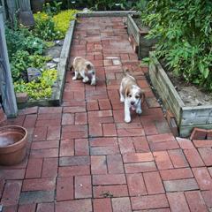 Welsh Springer Spaniel Puppies from Braith Welsh Springer Spaniels