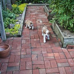 Welsh Springer Spaniel Puppies from Braith Welsh Springer Spaniels