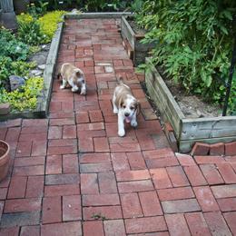 Welsh Springer Spaniel Puppies from Braith Welsh Springer Spaniels