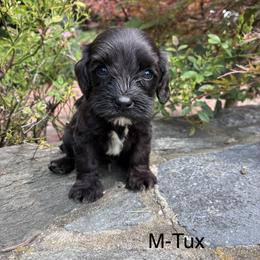 Tux - Black and white male Cavapoo puppy in Strasburg, Pennsylvania from Still Water Puppies