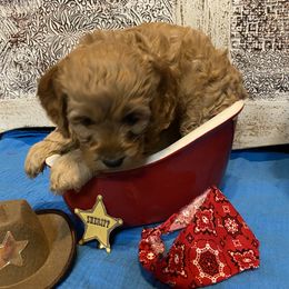 Cockapoo Puppies from Country J Canines
