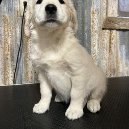 Goldendoodle and Golden Retriever Puppies from Angelic Goldens