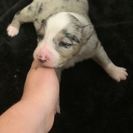 Australian Shepherd puppies from KC’s Working Aussies