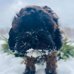 Cockapoo Puppies from Davis cockapoos