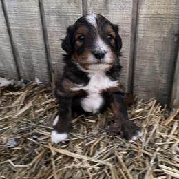 No collar - Sable male Aussiedoodle puppy in Hillsboro, Illinois from Shoal Creek Puppies