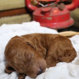 Poodle Puppies from Red Barn Moyen Poodles