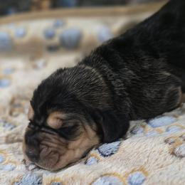 4 Light Blue - Black and brown male Basset Hound puppy in Moore, Oklahoma from Boomer Basset Hound Babies