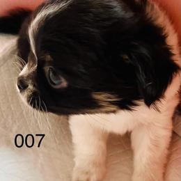 007 - Black and tan male Chihuahua puppy in Windsor, South Carolina from Gemstone Chihuahuas