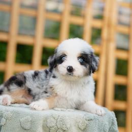 Glacier - Blue merle male Bernedoodle puppy in Spokane, Washington from Lilac City Doodles