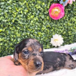 Trigger - Dapple male Dachshund puppy in Jackson, Tennessee from BlackPine Kennels