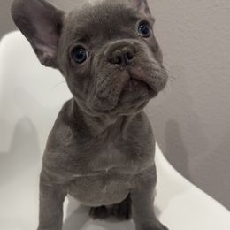 French Bulldog Puppies from Kim Ontiveros