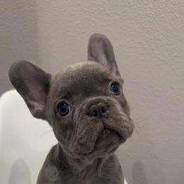 French Bulldog Puppies from Kim Ontiveros