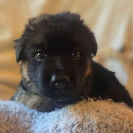 Chanel Étoile Celeste Elite Von Haus (Light Pink Collar) - Black and red female German Shepherd puppy in Grants Pass, Oregon from Elite Von Haus German Shepherds