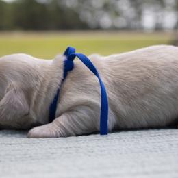 Nico - Cream male Dachshund puppy in Excel, Alabama from CJ’s Little Palace