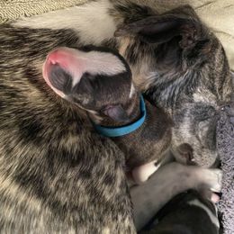 Whippet Puppies from Sara's Whippets