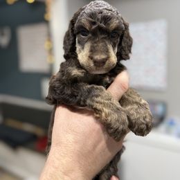Snickers - Phantom male Poodle puppy in Murrieta, California from Apricot Poodles & Goldendoodles, LLC