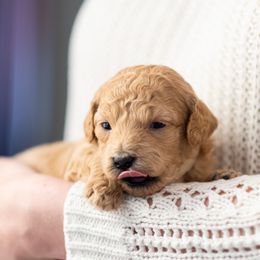 Goldendoodle Puppies from OikiaDoodle