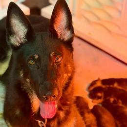 Uploading soon - Bi-color male German Shepherd puppy in Davenport, Florida from Pray Love Shepherd Kennels