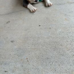 Bulldog Puppies from Reyes Bulldogs of North Georgia