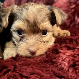 Yorkshire Terriers from Karen's Yorkshire Terrier