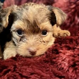 Yorkshire Terriers from Karen's Yorkshire Terrier