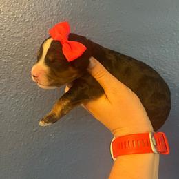 Princess Daisy-Hot Pink - Tri-color female Bernedoodle puppy in Casper, Wyoming from 307 Doodles