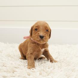 Nala- Pink Collar - Apricot female Goldendoodle puppy in Arlington, Washington from Anderson Goldendoodles