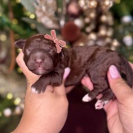 KitKat - Chocolate female Goldendoodle puppy in Miami, Florida from Jade’s Paws & Co. Of Miami LLC