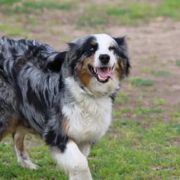 Australian Shepherds from Martin's Star Ranch Aussies