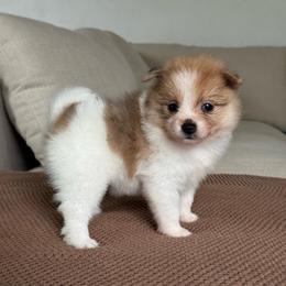 Girl 2 - Cream sable parti female Pomeranian puppy in Meridian, Idaho from Idaho_poms