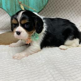Australian Shepherd and Cavalier King Charles Spaniel Puppies from Spectacular Aussies and Cavaliers