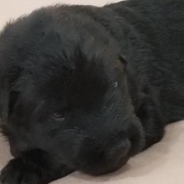 Nala - Black female German Shepherd puppy in Anza, California from Top Shepherd - Snow Angels Bichon Frisé, Maltise, toy Poodles.