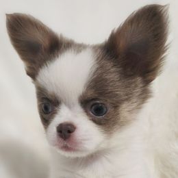 Otis - White male Chihuahua puppy in Wayland, Michigan from MI Chi