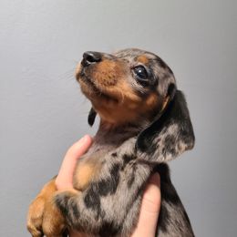 Dachshund Puppies from Far Far Away Dachshunds