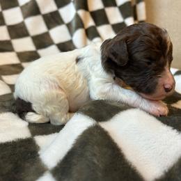 Navy Boy - Parti male Goldendoodle puppy in Huntsville, Alabama from Winchester Doodles