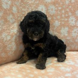 Patrick - Phantom male Poodle puppy in Warren, Michigan from Annette Patterson