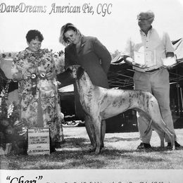 Cheri - Great Dane