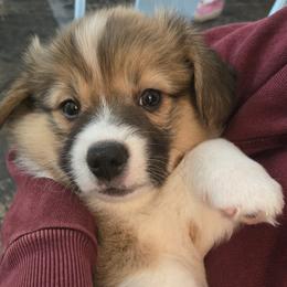 C.S. - Sable male Pembroke Welsh Corgi puppy in Warners, New York from Stone Cottage Corgis of Ny